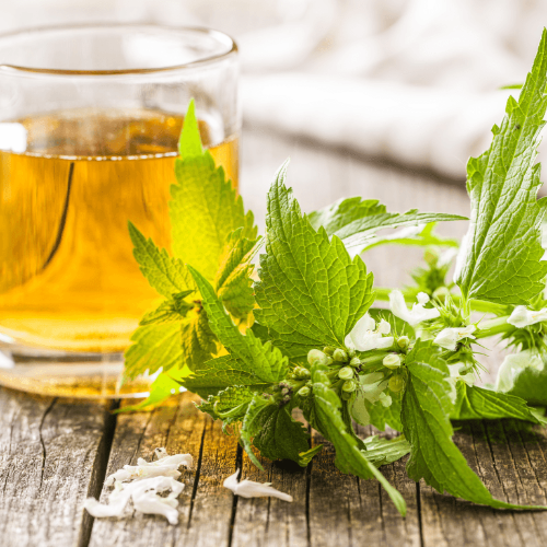 Dead Nettle Tea